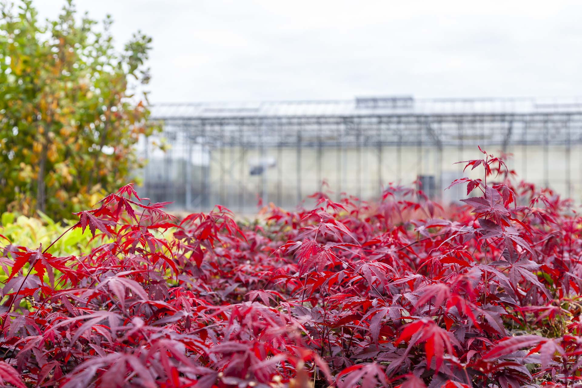 www.schonenbergplant.nl